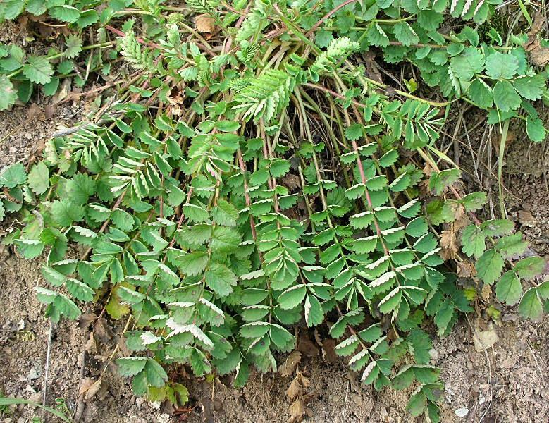Sanguisorba minor / Salvastrella minore